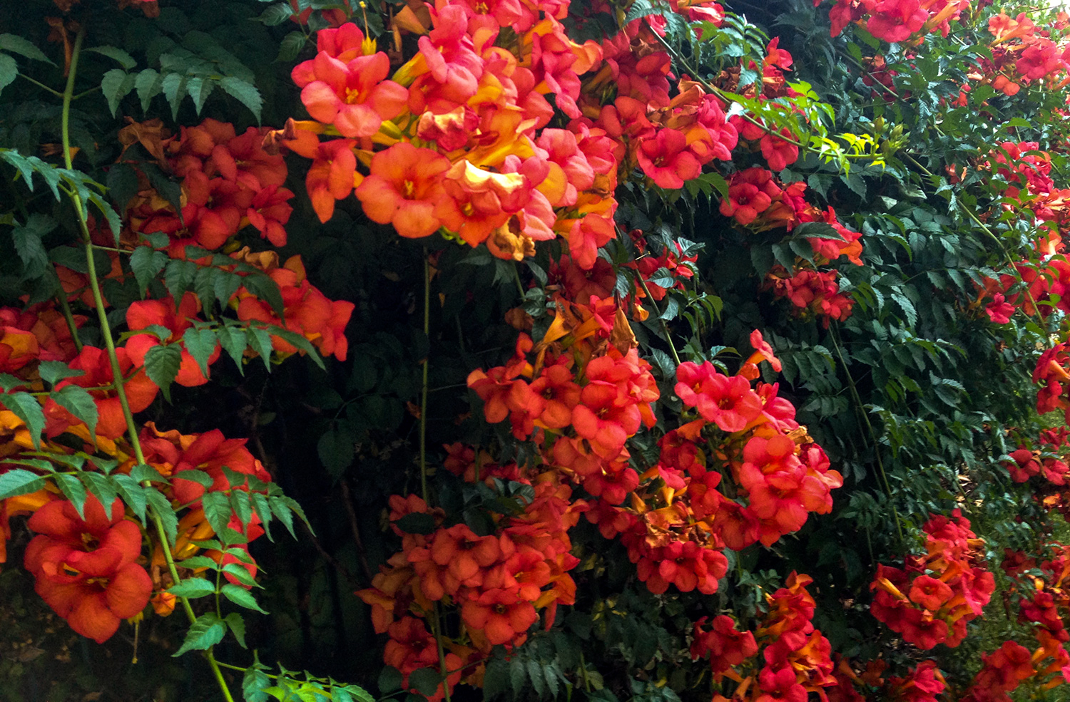 Flowers in the Garden