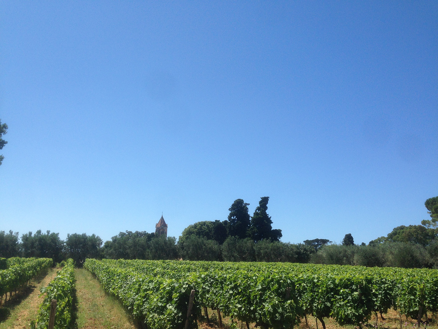 Vinyard